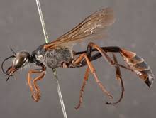 Attēlu rezultāti vaicājumam “Ammophila sp.”