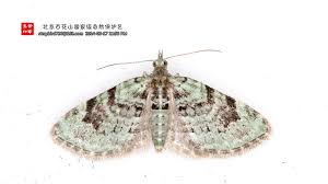 Attēlu rezultāti vaicājumam “Chloroclystis v-ata”