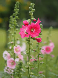 Image result for Malva alcea