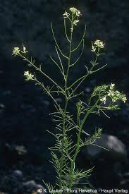 Attēlu rezultāti vaicājumam “Sisymbrium altissimum leaf”