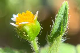 Attēlu rezultāti vaicājumam “Galinsoga quadriradiata”