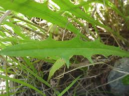 Attēlu rezultāti vaicājumam “Leontodon autumnalis”