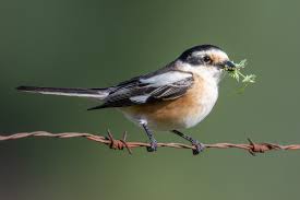 Image result for Lanius nubicus