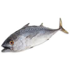 Image result for Euthynnus affinis