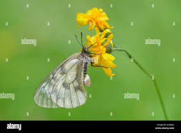 Attēlu rezultāti vaicājumam “Parnassius mnemosyne underside”