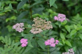 Attēlu rezultāti vaicājumam “Spiraea salicifolia flower”