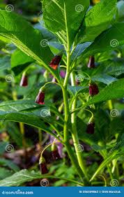 Attēlu rezultāti vaicājumam “Scopolia carniolica”