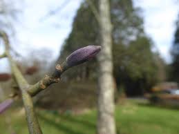 Attēlu rezultāti vaicājumam “Alnus glutinosa bud”