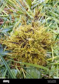 Attēlu rezultāti vaicājumam “Cratoneuron filicinum”