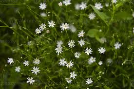 Attēlu rezultāti vaicājumam “Stellaria graminea”