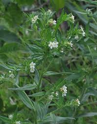 Attēlu rezultāti vaicājumam “Lithospermum officinale flower”