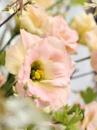 Attēlu rezultāti vaicājumam “Libanotis montana flower”