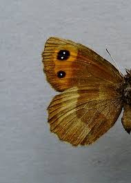 Attēlu rezultāti vaicājumam “Erebia aethiops underside”