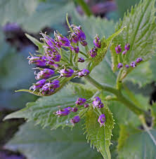 Attēlu rezultāti vaicājumam “xComagaria rosea”