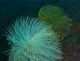 Attēlu rezultāti vaicājumam “Annelides”