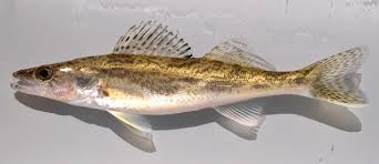 Image result for Sander vitreus