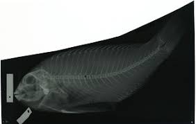 Image result for Calotomus carolinus