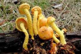 Attēlu rezultāti vaicājumam “Pholiota flammans”