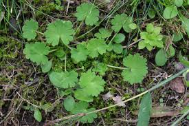 Attēlu rezultāti vaicājumam “Geranium pyrenaicum leaf”