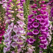 Attēlu rezultāti vaicājumam “Digitalis purpurea flower”