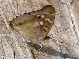 Attēlu rezultāti vaicājumam “Apatura ilia underside”