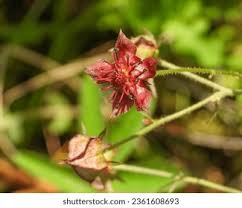 Attēlu rezultāti vaicājumam “Comarum palustre leaf”