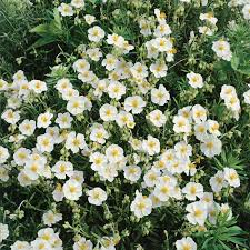 Attēlu rezultāti vaicājumam “Helianthemum x hybridum flower”