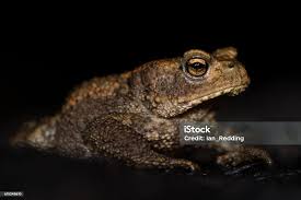 Attēlu rezultāti vaicājumam “Bufo bufo juvenile”