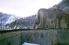 Image result for Ut Cougars