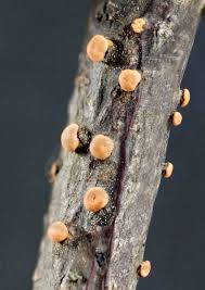 Attēlu rezultāti vaicājumam “Nectria cinnabarina”