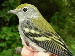 Image result for Dendroica pensylvanica