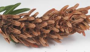 Attēlu rezultāti vaicājumam “Adelges laricis”