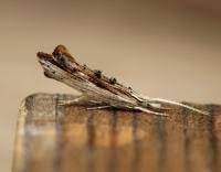 Attēlu rezultāti vaicājumam “Ypsolopha scabrella”