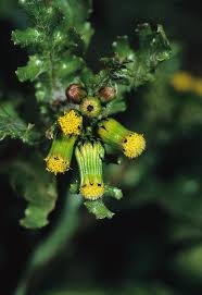 Attēlu rezultāti vaicājumam “Senecio vulgaris”