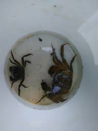 Image result for Eriocheir sinensis