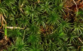 Attēlu rezultāti vaicājumam “Atrichum undulatum sporophyte”