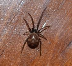 Attēlu rezultāti vaicājumam “Steatoda grossa”