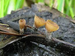 Attēlu rezultāti vaicājumam “Myriosclerotinia scirpicola”