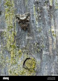 Attēlu rezultāti vaicājumam “Protodeltote pygarga”