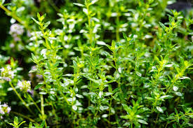 Image result for Satureja hortensis