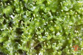 Attēlu rezultāti vaicājumam “Blasia pusilla”