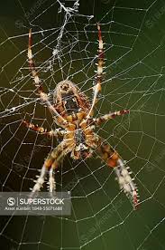 Attēlu rezultāti vaicājumam “Araneus diadematus female”