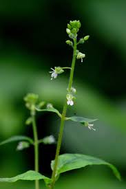 Attēlu rezultāti vaicājumam “Circaea lutetiana flower”