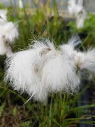 Attēlu rezultāti vaicājumam “Eriophorum angustifolium flower”