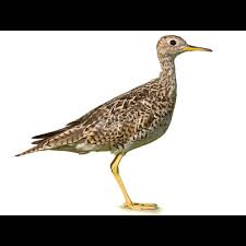 Image result for Bartramia longicauda