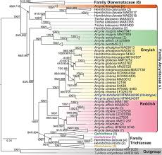 Attēlu rezultāti vaicājumam “Arcyria affinis stalked”