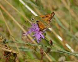 Attēlu rezultāti vaicājumam “Hesperia comma underside”