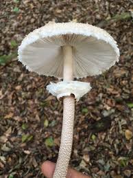 Attēlu rezultāti vaicājumam “Macrolepiota”