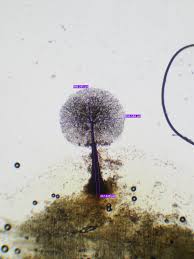 Attēlu rezultāti vaicājumam “Collaria arcyrionema spores”