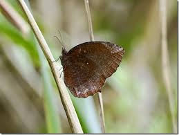 「憚木蝶左」の画像検索結果